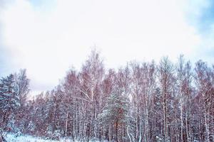 foresta invernale ghiacciata con alberi innevati. foto