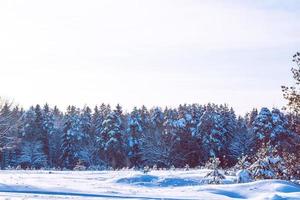 foresta invernale ghiacciata con alberi innevati. foto