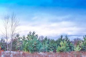 foresta invernale ghiacciata con alberi innevati. foto