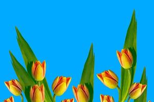 tulipani di fiori colorati primaverili. collezione floreale. foto