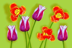 tulipani di fiori colorati primaverili. collezione floreale. foto