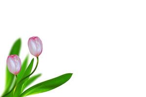 tulipani di fiori colorati primaverili foto