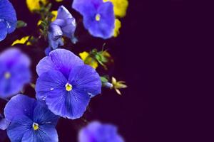 primo piano del fiore variopinto della viola del pensiero foto