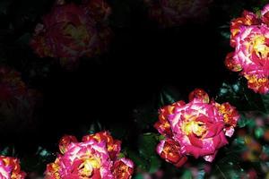 rosa di fiori colorati luminosi foto