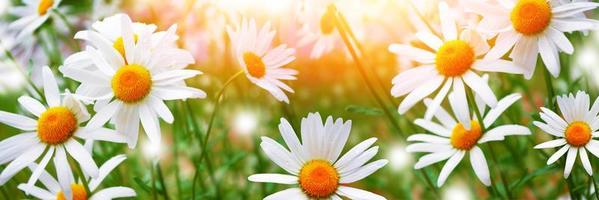 fiori di margherita bianchi luminosi su uno sfondo del paesaggio estivo. foto