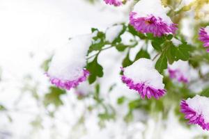 crisantemi rosa nella neve e gelo nel giardino d'inverno. foto