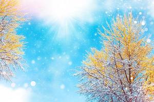 foresta invernale ghiacciata con alberi innevati. foto