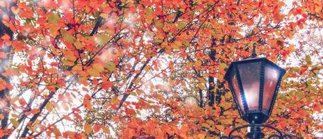 paesaggio autunnale. alberi con foglie colorate luminose foto