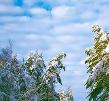 foresta invernale ghiacciata con alberi innevati. foto