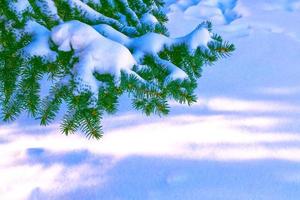 foresta invernale ghiacciata con alberi innevati. foto