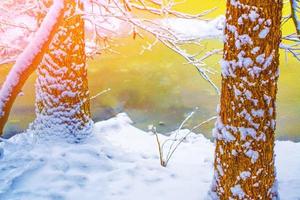 paesaggio invernale congelato con alberi innevati. all'aperto foto
