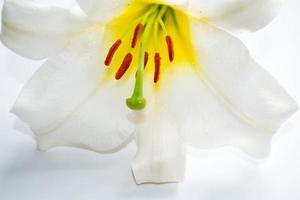 fiori di giglio luminosi isolati su sfondo bianco. foto