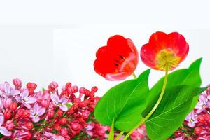 primavera fiori colorati tulipani, lilla. collezione floreale. foto