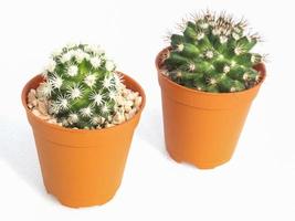 piccoli vasi di cactus isolati su bianco foto