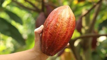 baccello di cacao giallo arancio rosso maturo tenuto da una giovane mano asiatica in fattoria. baccello di cacao o theobroma cacao l. è un albero coltivato nelle piantagioni e l'ingrediente base per fare il cioccolato. cacao fresco. foto