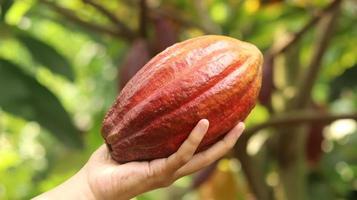 baccello di cacao giallo arancio rosso maturo tenuto da una giovane mano asiatica in fattoria. baccello di cacao o theobroma cacao l. è un albero coltivato nelle piantagioni e l'ingrediente base per fare il cioccolato. cacao fresco. foto