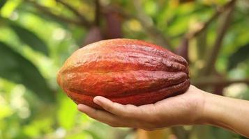 baccello di cacao giallo arancio rosso maturo tenuto da una giovane mano asiatica in fattoria. baccello di cacao o theobroma cacao l. è un albero coltivato nelle piantagioni e l'ingrediente base per fare il cioccolato. cacao fresco. foto