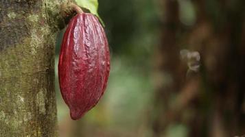 baccello di cacao rosso sull'albero nel campo. cacao o theobroma cacao l. è un albero coltivato in piantagioni originarie del sud america, ma oggi coltivato in varie aree tropicali. Giava, Indonesia. foto