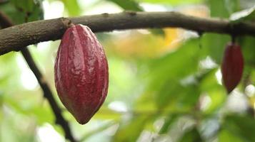 baccello di cacao rosso sull'albero nel campo. cacao o theobroma cacao l. è un albero coltivato in piantagioni originarie del sud america, ma oggi coltivato in varie aree tropicali. Giava, Indonesia. foto