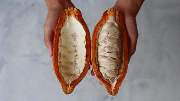 baccelli di cacao maturi e tenuti in mano. raccolta e apertura del baccello di cacao. dividere la frutta. foto