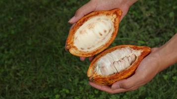 baccelli di cacao maturi e tenuti in mano. raccolta e apertura del baccello di cacao. dividere la frutta. foto