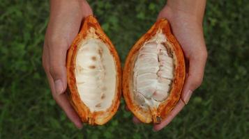 baccelli di cacao maturi e tenuti in mano. raccolta e apertura del baccello di cacao. dividere la frutta. foto