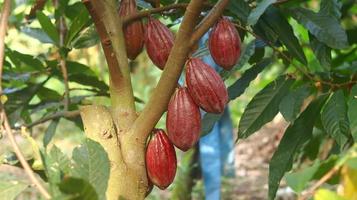 baccello di cacao rosso sull'albero nel campo. cacao o theobroma cacao l. è un albero coltivato in piantagioni originarie del sud america, ma oggi coltivato in varie aree tropicali. Giava, Indonesia. foto