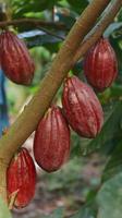 baccello di cacao rosso sull'albero nel campo. cacao o theobroma cacao l. è un albero coltivato in piantagioni originarie del sud america, ma oggi coltivato in varie aree tropicali. Giava, Indonesia. foto