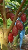 baccello di cacao rosso sull'albero nel campo. cacao o theobroma cacao l. è un albero coltivato in piantagioni originarie del sud america, ma oggi coltivato in varie aree tropicali. Giava, Indonesia. foto