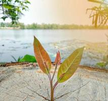 piccoli alberi rossi e verdi che crescono su ceppi di alberi gialli danno un'idea di vigore. foto