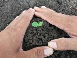 piantine verdi piantate su terreno nero con mani umane dando l'idea di piantare alberi per ridurre il riscaldamento globale e gli ecosistemi. foto