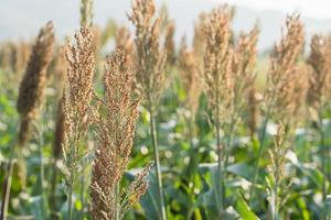 miglio o sorgo nel campo dei mangimi per il bestiame foto