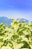 campo nicotiana tabacum foto