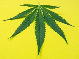 primo piano di foglie di cannabis su sfondo giallo. foto