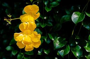 fiore giallo di vite ad artiglio di gatto con sfondo di foglie verdi. foto