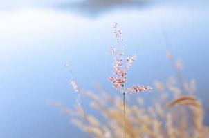 erba natale rosa con sfondo sfocato di colore marrone e blu da foglie secche e acqua del lago. foto