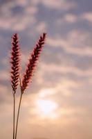 fiori rosa di pennisetum di piume o erba di missione con sfondo di nuvole e cielo all'alba. foto