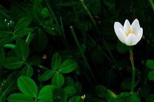 fiore di giglio di pioggia di colore bianco che fiorisce nella stagione delle piogge su sfondo di foglie verde scuro. foto