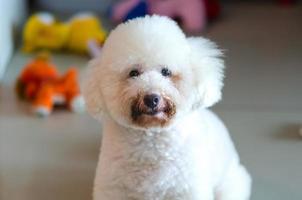 adorabile cane barboncino bianco che sporca dal mangiare cibo e acqua potabile foto