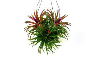 pianta d'aria in fiore tillandsia con i suoi fiori colorati appesi con filo su sfondo bianco. foto