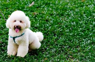 un adorabile barboncino bianco sorridente che al guinzaglio del cane seduto sull'erba verde foto