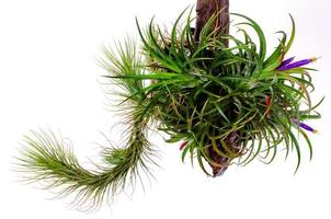 tillandsia o pianta aerea che cresce senza terreno fiorito con fiori colorati attaccati al legno su sfondo bianco. foto