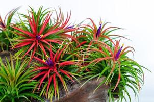 pianta aerea tillandsia con fiori colorati piante in ceppo di legno su sfondo bianco. foto