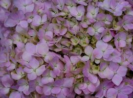 cespuglio di fiori di ortensia rosa. foto