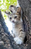 piccolo gattino carino sull'albero foto