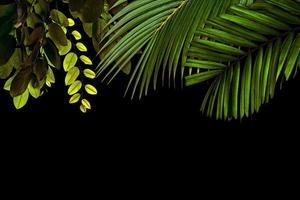modello di foglie verdi per il concetto di natura, sfondo strutturato a foglia tropicale con spazio di copia