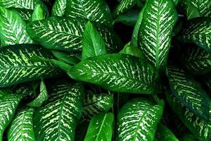 motivo a foglie verdi, foglia dieffenbachia o albero di canna muto in giardino, foglia tropicale esotica foto