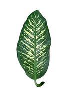 motivo a foglie verdi, albero di dieffenbachia foglia isolato su sfondo bianco, include tracciato di ritaglio foto