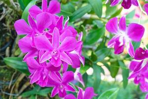 fiori di orchidea rosa nel giardino foto