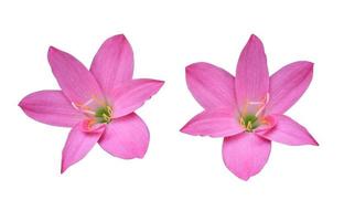 zephyranthes spp o giglio di fata o giglio di pioggia o fiore di zefiro. raccolta di bouquet di fiori di piccola testa rosa isolato su sfondo bianco. foto